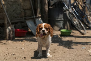 Cavalier King Charles Spaniel, Köpek Kulübü ve Amerikan Köpek Kulübü 'nün oyuncak grubunda sınıflandırılmış küçük bir spanyel türüdür..