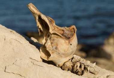 Decomposition of the corpse of a Black Sea dolphin. The skull of a marine mammal. Environmental cataclysm. Death of animals.