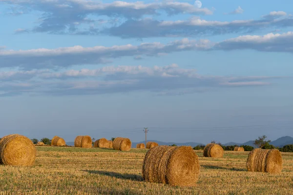 Récolte Blé Balles Rondes Paille Dans Champ Agriculture Dans Les — Photo