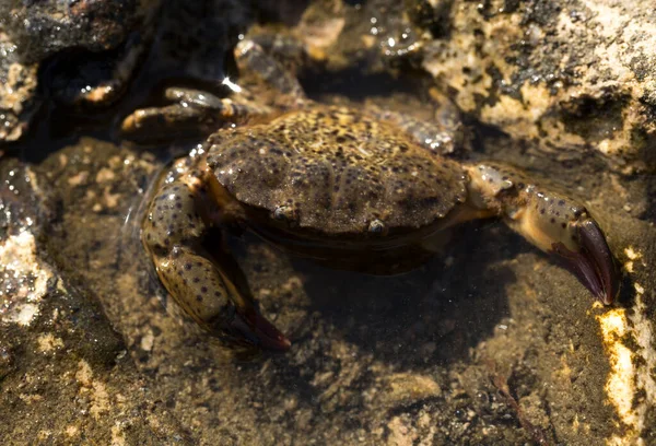 Eriphia Verrucosa Ook Wel Wrattenkrab Gele Krab Genoemd Zwarte Zee — Stockfoto