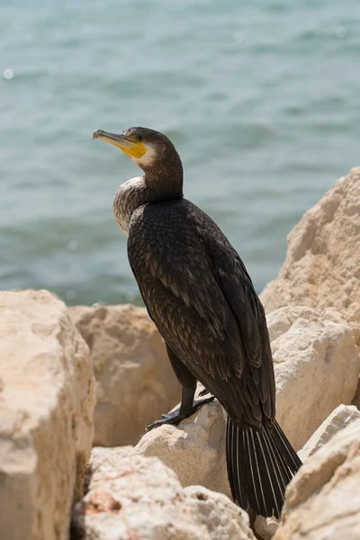 Great Cormorant Phalacrocorax Carbo Black Sea Fauna Waterfowl Close — Photo