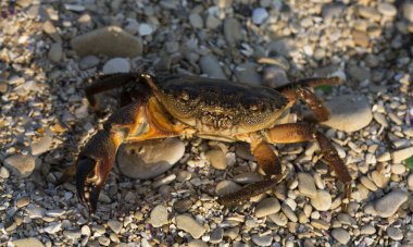 Eriha verrucosa, bazen siğilli yengeç ya da sarı yengeç olarak da bilinir. Karadeniz.