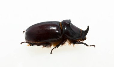 Avrupa gergedan böceği (Oryctes nasicornis), Dynastinae alt familyasına ait büyük bir uçan böcek türü. Imago, erkek bir böcek..