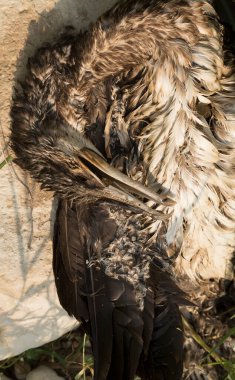 Büyük Karabatak (Phalacrocorax carbo). Çevre felaketi. Ölü bir kuş..