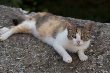 Çitteki üç renkli hamile sokak kedisi. Burun kusuru olan bir hayvan..
