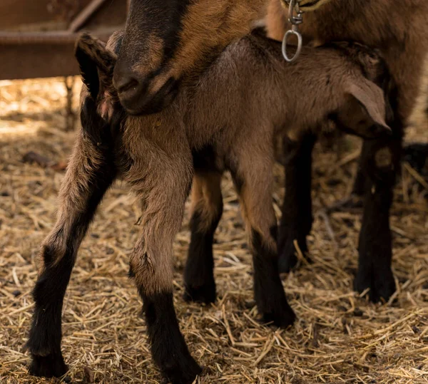 Alpina Getmjölksdjur Moderskap Förhållandet Mellan Mor Och Nyfödd Get — Stockfoto