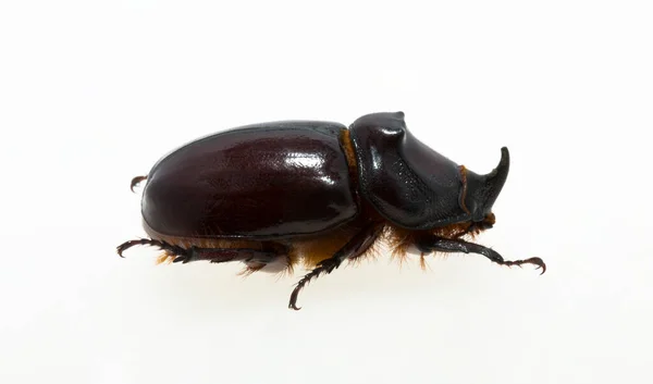 欧洲犀牛甲虫 European Rhinoceros Beetle 缩写Oryctes Nasicornis 是一种大型飞行甲虫 属于一个亚科 Subfamily Dynastinae — 图库照片