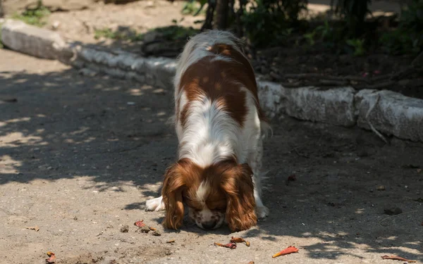 Король Кавальє Чарльз Спаніель Англ Cavalier King Charles Spaniel Невелика — стокове фото