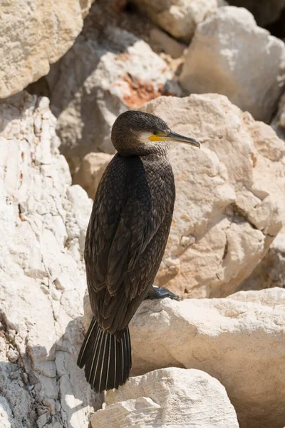 Great Cormorant Phalacrocorax Carbo Black Sea Fauna Waterfowl Close — Photo