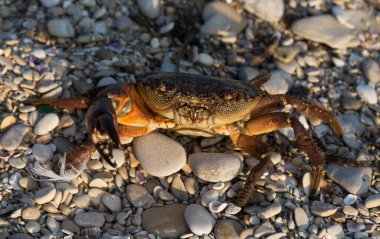 Eriha verrucosa, bazen siğilli yengeç ya da sarı yengeç olarak da bilinir. Karadeniz.