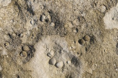 A stone from sedimentary rock with fossil Mollusks. Cockle (bivalve)  in the family Cardiidae.