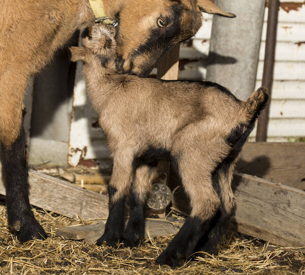 Alpine Goat Dairy Animal. Motherhood, the relationship between a mother and a newborn baby goat.