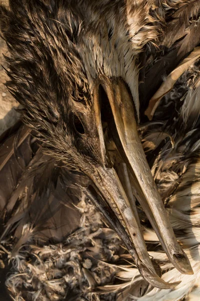 Grand Cormoran Phalacrocorax Carbo Catastrophe Environnementale Oiseau Mort — Photo
