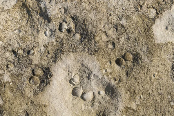 A stone from sedimentary rock with fossil Mollusks. Cockle (bivalve)  in the family Cardiidae.