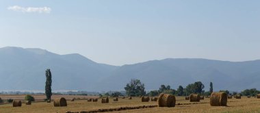 Buğday hasadı. Tarlada yuvarlak saman balyaları. Dağlık alanlarda tarım.