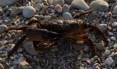 Eriha verrucosa, bazen siğilli yengeç ya da sarı yengeç olarak da bilinir. Karadeniz.