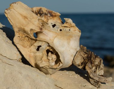 Decomposition of the corpse of a Black Sea dolphin. The skull of a marine mammal. Environmental cataclysm. Death of animals.