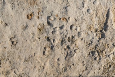 A stone from sedimentary rock with fossil Mollusks. Cockle (bivalve)  in the family Cardiidae.