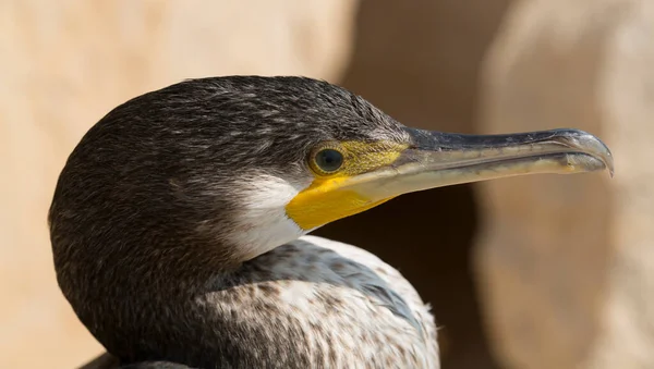 Μεγάλος Κορμοράνος Phalacrocorax Carbo Πανίδα Της Μαύρης Θάλασσας Κοντινό Πλάνο — Φωτογραφία Αρχείου