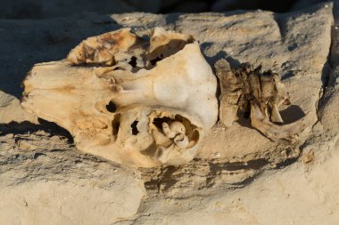 Decomposition of the corpse of a Black Sea dolphin. The skull of a marine mammal. Environmental cataclysm. Death of animals.