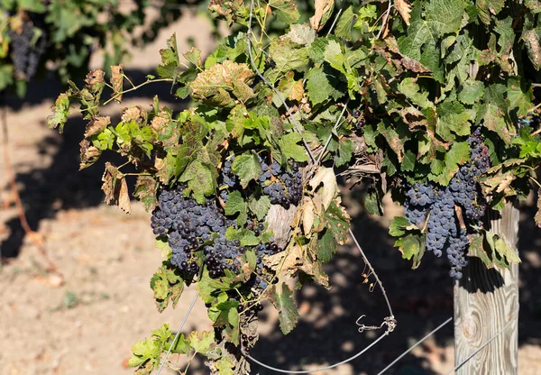 Viña Con Uvas Maduras Antes Vendimia Elaboración Vino Tecnología Producción — Foto de Stock