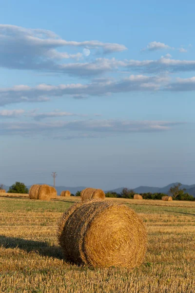Збирання Пшениці Круглі Тюки Соломи Полі Сільське Господарство Гірських Районах — стокове фото