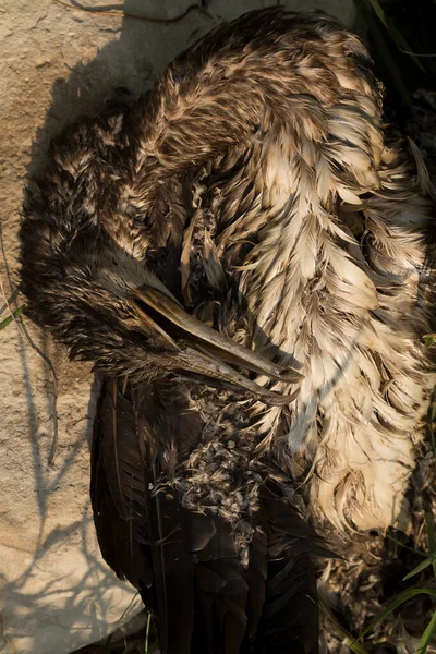 Great Cormorant Phalacrocorax Carbo Environmental Disaster Dead Bird — Stock Photo, Image