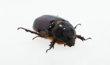 Avrupa gergedan böceği (Oryctes nasicornis), Dynastinae alt familyasına ait büyük bir uçan böcek türü. Imago, dişi bir böcek..