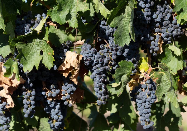 Videira Com Uvas Maduras Antes Colheita Fazer Vinho Tecnologia Produção — Fotografia de Stock