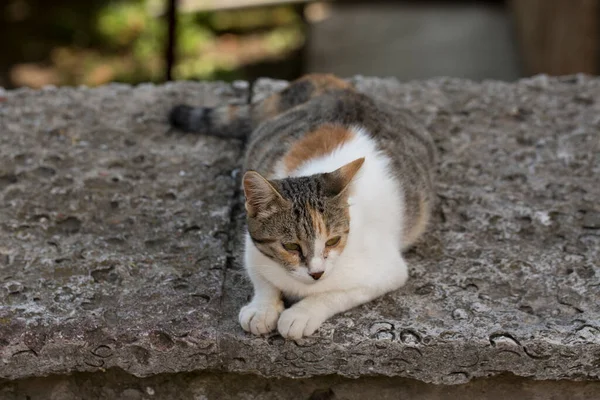 フェンスの妊娠三色野良猫 — ストック写真
