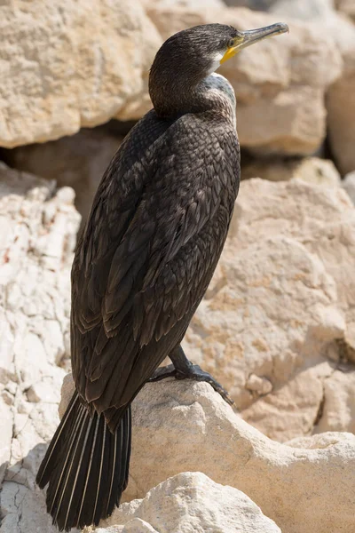 Great Cormorant Phalacrocorax Carbo Black Sea Fauna Waterfowl Close — Photo