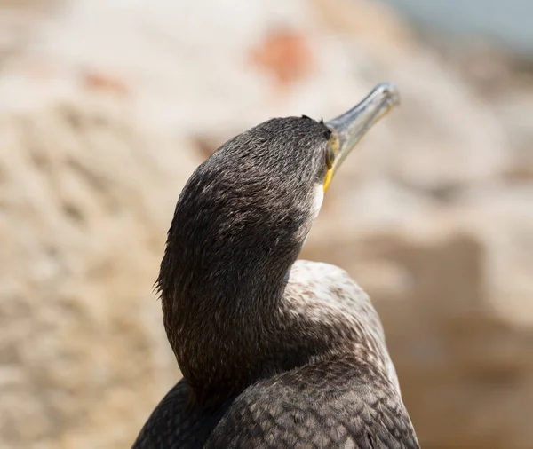 Great Cormorant Phalacrocorax Carbo Black Sea Fauna Waterfowl Close — Photo