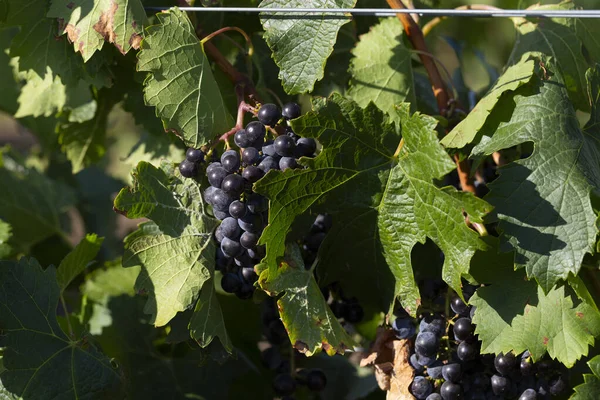 Wijnstok Met Rijpe Druiven Voor Oogst Wijn Maken Technologie Van — Stockfoto