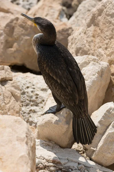 Great Cormorant Phalacrocorax Carbo Black Sea Fauna Waterfowl Close — Photo