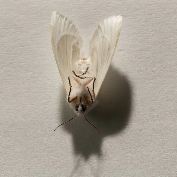 Őszi Webworm Hyphantria Cunea Egy Lepke Családban Erebidae — Stock Fotó