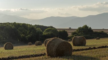 Buğday hasadı. Tarlada yuvarlak saman balyaları. Dağlık alanlarda tarım.