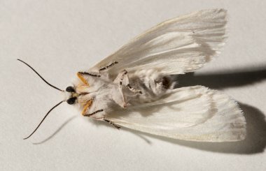 Fall webworm (Hyphantria cunea) is a moth in the family Erebidae. clipart