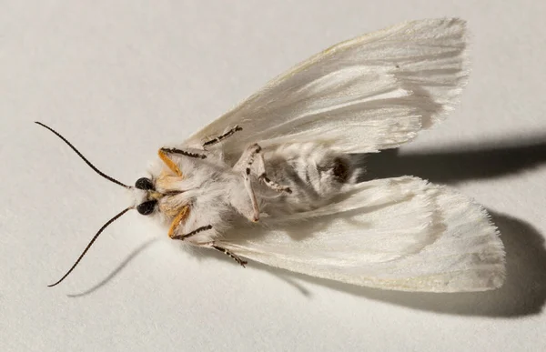 Podzimní Pavučina Hyphantria Cunea Můra Čeledi Erebidae — Stock fotografie