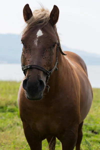 Zugpferd Seltener Karthorse Arbeitstier Genannt Weide Einem See Den Bergen — Stockfoto