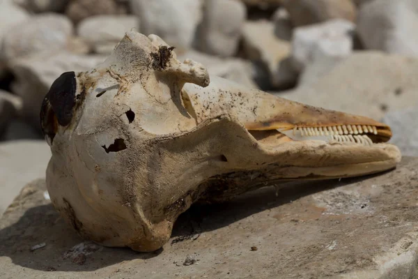 Decomposition Corpse Black Sea Dolphin Skull Marine Mammal Environmental Cataclysm — Foto de Stock