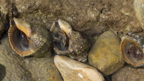 Rapana Venosa Nom Commun Rapa Véiné Buccin Mollusque Gastéropode Marin — Photo