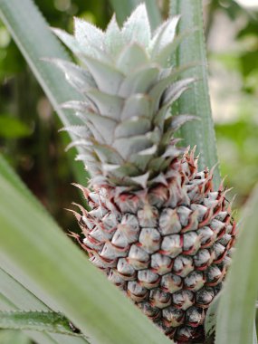 Bahçede büyüyen bir ananas ağacı