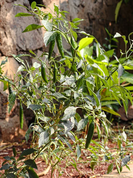 Green Chili Tree Growing Garden House — Stock Photo, Image