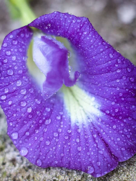 Indonesia Púrpura Flor Silvestre Zoom — Foto de Stock