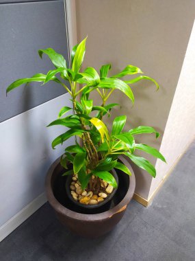 Ofisin bir köşesindeki süs ağacı.