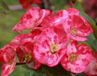 Kırmızı çiçeklerin seçici odaklı fotoğrafı.