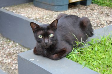 Siyah bir kedi arka bahçede çimenlerde uyuyor.