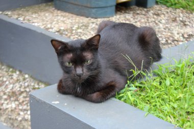Siyah bir kedi arka bahçede çimenlerde uyuyor.