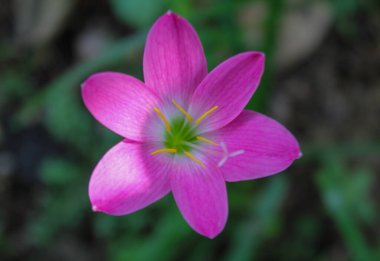 Doğada güzel çiçekler. Yakın plan çiçek açıyor.