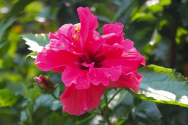 Doğada güzel çiçekler. Yakın plan çiçek açıyor.